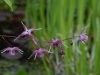 Epimedium 'Rubin Krone'
