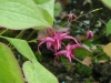 Epimedium 'Sayuri'