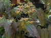 Epimedium 'Wildside Amber'