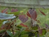 Epimedium 'Wildside Ruby'