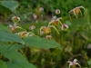 Epimedium acuminatum x davidii