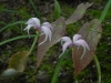 Epimedium brachyrrizum