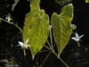 Epimedium dewuense
