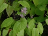 Epimedium diphyllum pink