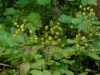 Epimedium ecalcaratum
