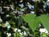 Epimedium epsteinii
