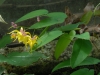 Epimedium fangi