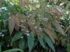 Epimedium fargesii Og 93.057