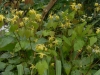 Epimedium flavum