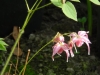 Epimedium grandiflorum 'Akagiza Kura'