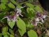 Epimedium grandiflorum 'Mugawa-Gen-Pan'