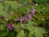 Epimedium grandiflorum 'Wildside Red'