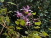 Epimedium grandiflorum 'Wildside Red'