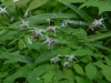 Epimedium grandiflorum lilac pink