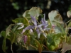 Epimedium leptorrhizum 'Mariko'