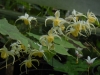 Epimedium noegi seriesi mr okomoto original