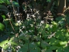 Epimedium pubescens (early flowering)