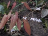 Epimedium qingchengshanese