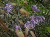 Epimedium sempervirens 'Violet Queen'