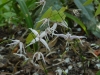 Epimedium unknown bought as E.latisepalum