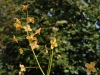 Epimedium x warlewense 'Orangekonigin'