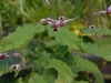 Epimedium zhushanense