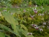 Epimedium zhushanense