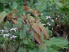 Epimedium acuminatum
