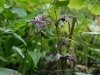 Epimedium acuminatum 'Night Mistress'