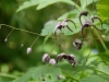 Epimedium acuminatum 'Night Mistress'