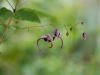 Epimedium acuminatum 'Night Mistress'