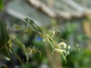 Epimedium acuminatum Yellow Flowered Form