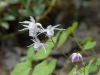 Epimedium 'Akebono'