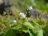 Epimedium 'Alabaster' ('Conalba')