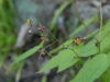 Epimedium alpinum