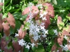 Epimedium 'Amanogawa'