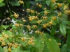 Epimedium 'Amber Queen'