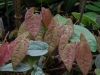 Epimedium 'Arctic Wings' new foliage