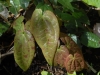 Epimedium 'Arctic Wings - new leaves