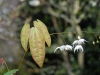 Epimedium 'Arctic Wings'