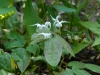 Epimedium 'Arctic Wings'
