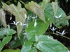 Epimedium 'Asiatic Hhybrid' from Europa Nursery (E. fargesii hybrid?)