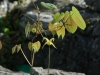 Epimedium baojingense