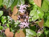Epimedium brachyrrhizum