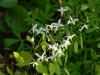 Epimedium brevicornu rotundatum
