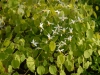 Epimedium brevicornu rotundatum
