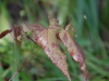 Epimedium chlorandrum Hybrid
