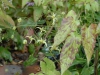 Epimedium chlorandrum