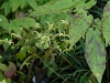 Epimedium chlorandrum