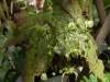 Epimedium chlorandrum